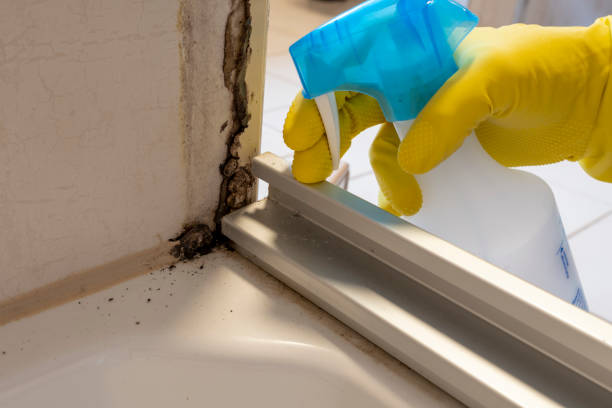 Best Toxic Mold Removal  in Sun City, AZ